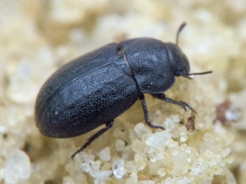 Melanimon tibiale (Fabricius, 1781)